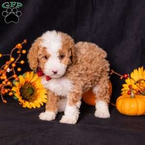 Gump, Mini Bernedoodle Puppy